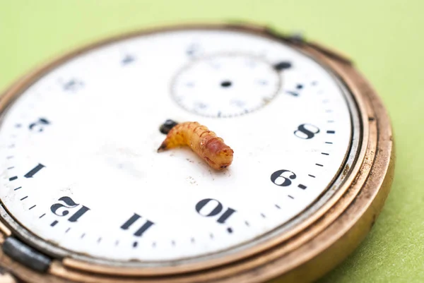 Worm larver på en Vintage Pocket Clock — Stockfoto