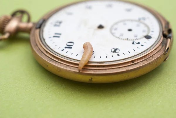 Larvas de vermes em um relógio de bolso vintage — Fotografia de Stock