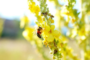 bal arısı çayırüzerinde sarı bir çiçek polen toplama . sabah çekimi