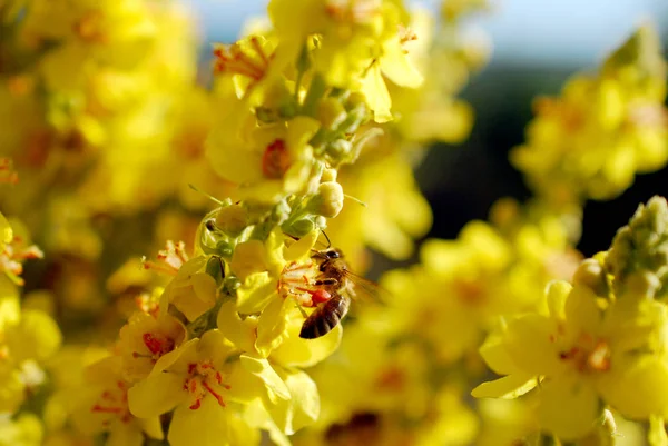 草原の黄色い花から花粉を集めるミツバチ。朝のショット — ストック写真