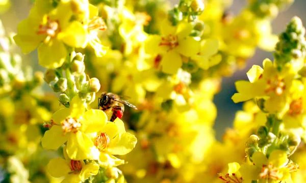 草原の黄色い花から花粉を集めるミツバチ。朝のショット — ストック写真