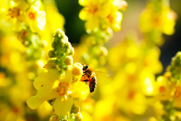 草原の黄色い花から花粉を集めるミツバチ。朝のショット — ストック写真