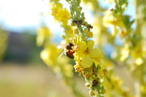 草原の黄色い花から花粉を集めるミツバチ。朝のショット — ストック写真