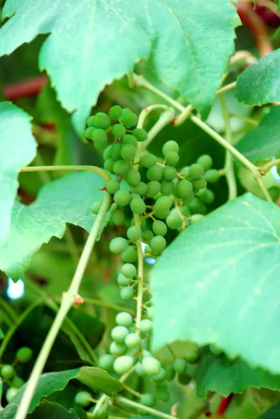 Mognad vita druvor med droppar vatten efter regn i trädgården. Gröna druvor som växer på vinrankorna. Jordbruks bakgrund bild — Stockfoto