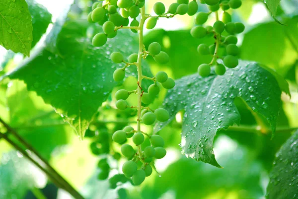 Amadurecendo uvas brancas com gotas de água após a chuva no jardim. Uvas verdes que crescem nas videiras. Fundo agrícola em idade — Fotografia de Stock