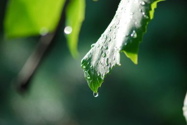 Bahçede yağmurdan sonra su damlaları ile beyaz üzüm olgunlaşma. Üzüm Vines üzerinde büyüyen yeşil üzüm. Tarımsal arka plan im yaş