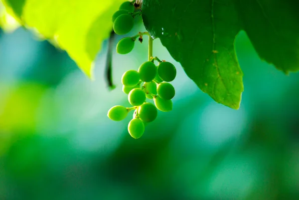 La maduración de uvas blancas con gotas de agua después de la lluvia en el jardín. Uvas verdes que crecen en las vides. Contexto agrario —  Fotos de Stock