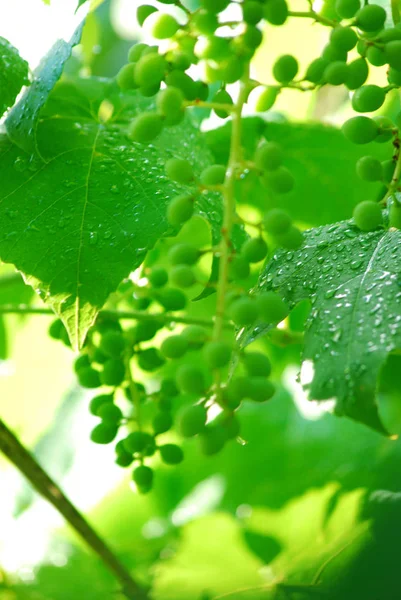 Mognad vita druvor med droppar vatten efter regn i trädgården. Gröna druvor som växer på vinrankorna. Jordbruks bakgrund im ålder — Stockfoto