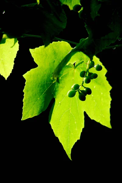 La maduración de uvas blancas con gotas de agua después de la lluvia en el jardín. Uvas verdes que crecen en las vides. Contexto agrario — Foto de Stock