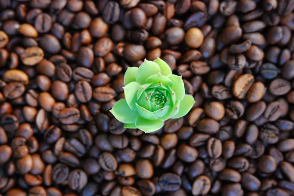 Semper vivum on roasted coffee beans — Stock Photo, Image