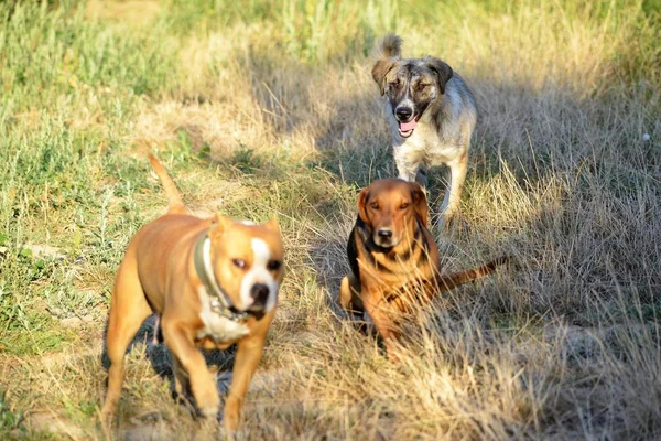 Perros jugando en la naturaleza en la mañana i mage —  Fotos de Stock