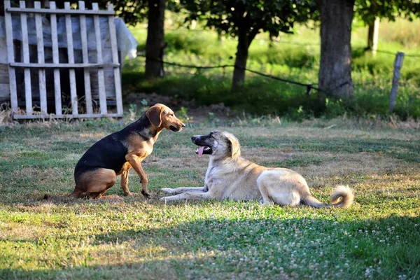 Hundar som spelar i naturen på morgonen jag mage — Stockfoto