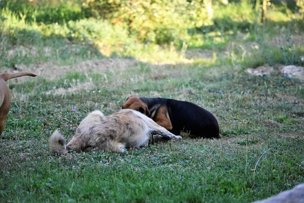 Dogs playing in nature on the morning i mage — Stock Photo, Image