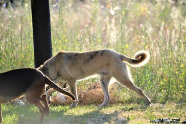 bir sabah güneşinde doğada sokak köpeği