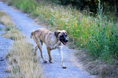 bir sabah güneşinde doğada sokak köpeği