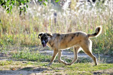 bir sabah güneş görüntü doğada sokak köpeği