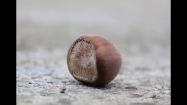 çekiç ile fındık parçalama