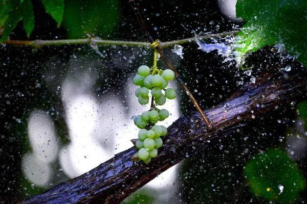 Flying waterdrops on a white grape — Stock Photo, Image