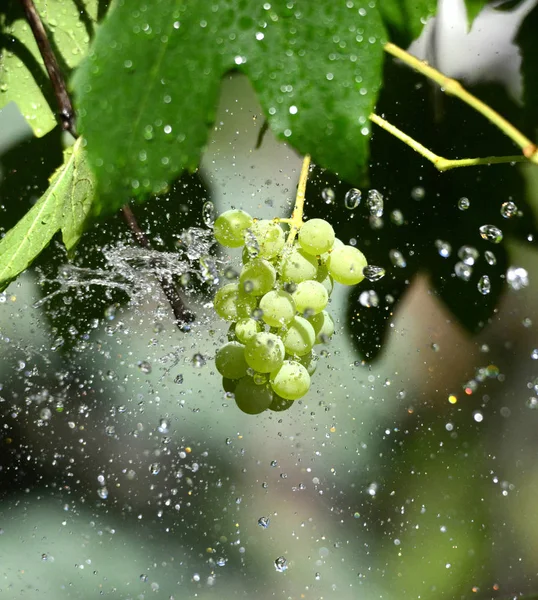 Gouttes d'eau volantes sur un raisin blanc — Photo