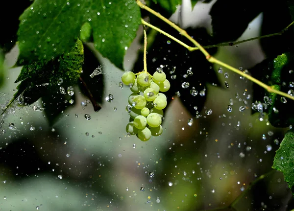 Flying waterdrops on a white grape — Stock Photo, Image