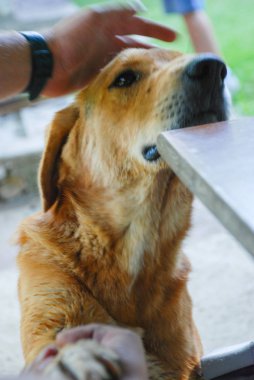 bir el köpek erkek el, sevgi dolu hayvanlar kavramı