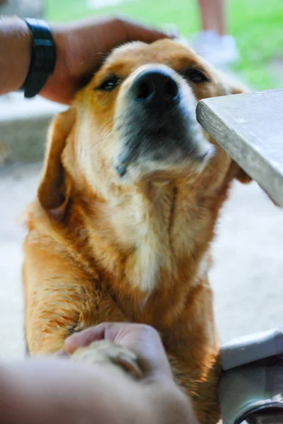 Mão masculina em um cão de mão, adorando o conceito de animais — Fotografia de Stock