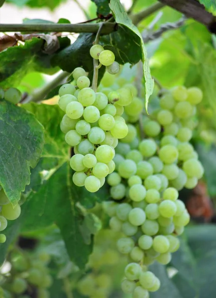 Frutos de uva maduros pendurados em um ramo — Fotografia de Stock