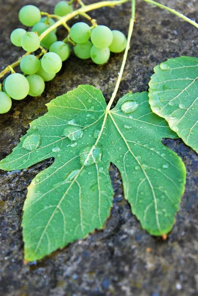 Natte druif op een cement achtergrond — Stockfoto