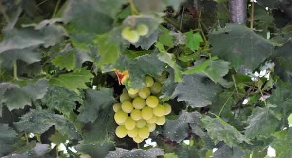 Mogna druvfrukter hängande på en gren — Stockfoto