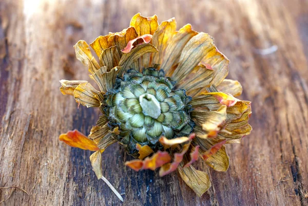 Flor de gerberas secas sobre un fondo de madera — Foto de Stock