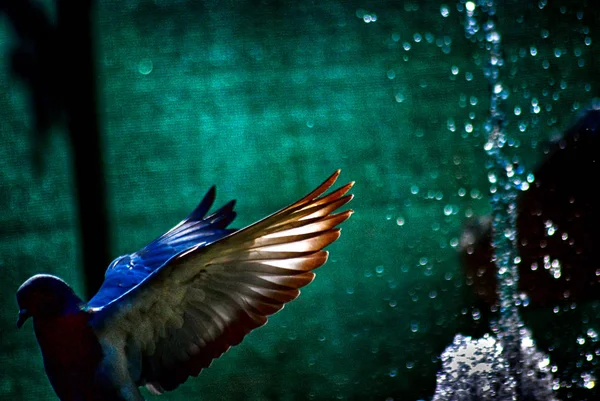 Pombo voando , — Fotografia de Stock