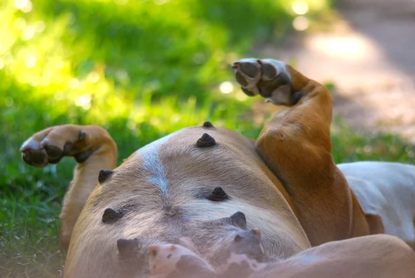 American staffordshire terrier r. na plecach na trawie — Zdjęcie stockowe