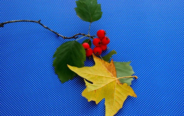 赤い果実の木カエデの葉 — ストック写真