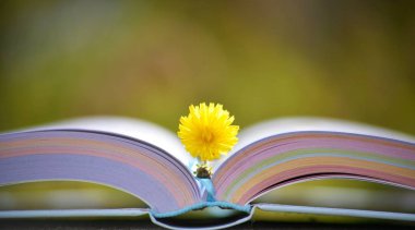 mavi yeşil arka plan renkli kitap