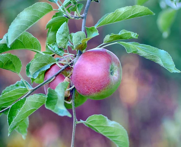 Manzanas maduras en un huerto listo para cosechar — Foto de Stock