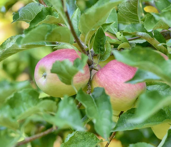 Érett alma egy gyümölcsös készen áll a betakarítás — Stock Fotó