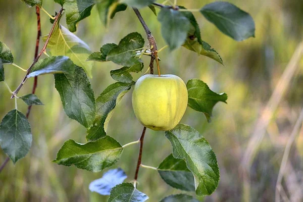 과수원 수확에 대 한 준비에 익은 사과 — 스톡 사진