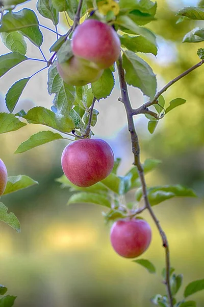Maçãs maduras em um pomar pronto para a colheita — Fotografia de Stock