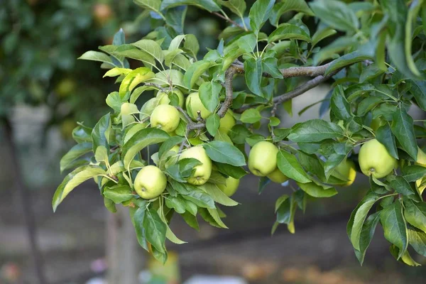 Dojrzałe jabłka w sadzie w gotowe do zbioru — Zdjęcie stockowe