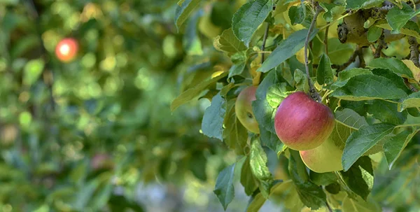 Érett alma egy gyümölcsös készen áll a betakarítás — Stock Fotó