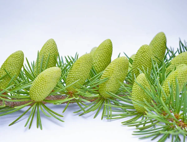 Cones de pinheiro jovens, tiro de estúdio Fotografia De Stock