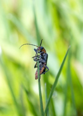bir çim bıçak üzerinde hata, makro