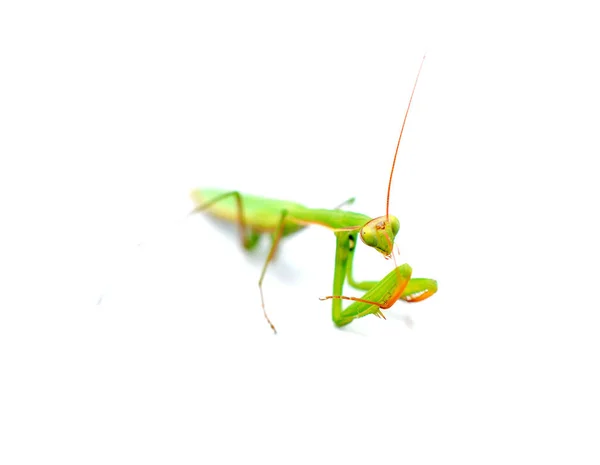 Praying Mantis Shallow Dof White Background — Stock Photo, Image