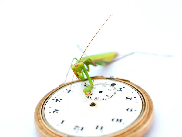 Praying mantis, shallow dof, — Stock Photo, Image