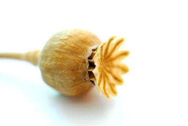 kuru afyon haşhaşı