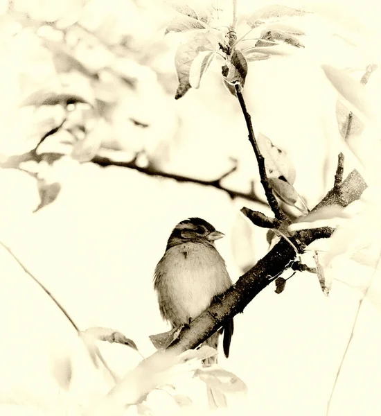 Sparrow sitting on a twig, sepia effect added — Stock Photo, Image