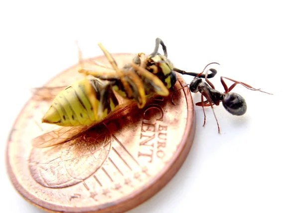 Mravenec přetáhnout mrtvé vosy z povrchu mince na bílém pozadí — Stock fotografie