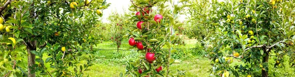 Dojrzałe jabłka w sadzie w gotowe do zbioru — Zdjęcie stockowe