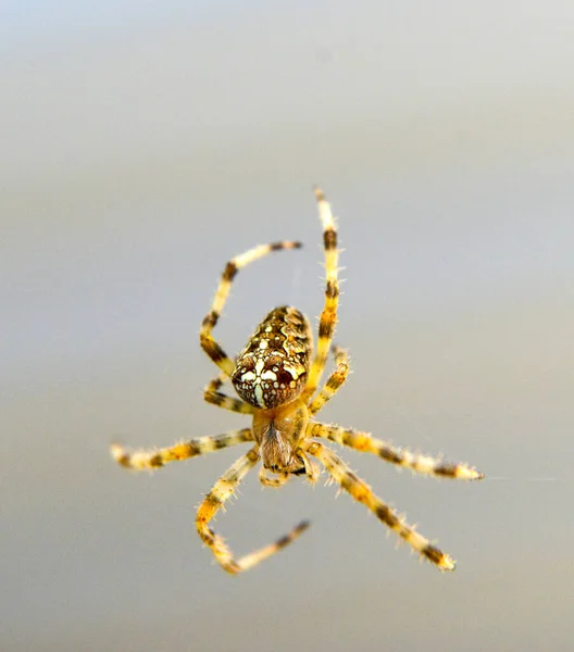 Araneus dihbmatus European garden spider, diadem spider, orangie, cross spider — стоковое фото