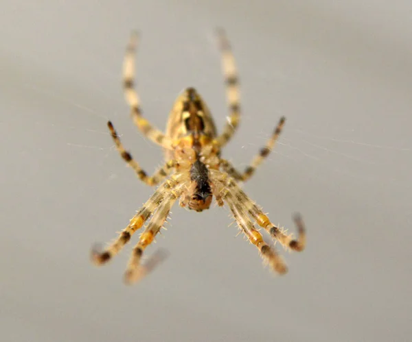 Araneus diadematus European garden spider, diadem spider, orangie, cross spider — 스톡 사진